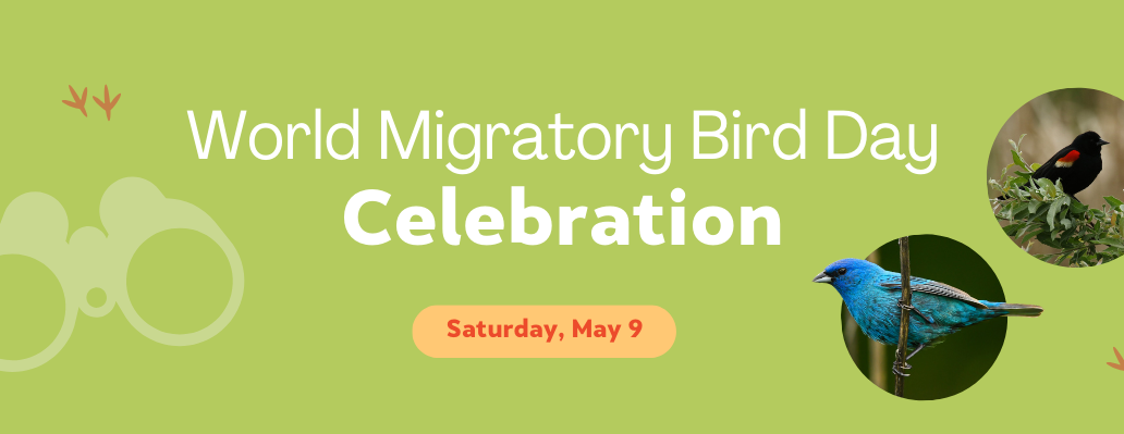 World Migratory Bird Day Celebration